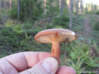 Lactarius rufus