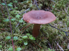 Lactarius rufus