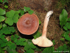 Lactarius rufus