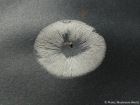 Lactarius rufus