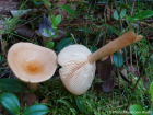 Lactarius tabidus