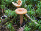 Lactarius tabidus