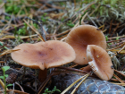 Lactarius tabidus