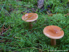 Lactarius tabidus