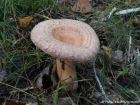 Lactarius torminosus