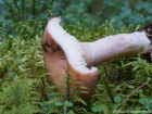 Lactarius torminosus