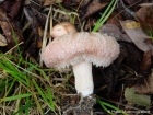 Lactarius torminosus