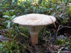 Lactarius torminosus