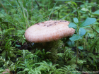 Lactarius torminosus