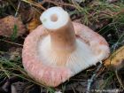 Lactarius torminosus