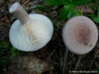 Lactarius trivialis