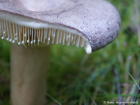 Lactarius trivialis