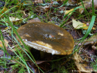 Lactarius turpis