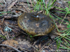 Lactarius turpis