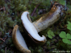 Lactarius turpis