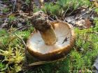 Lactarius turpis