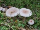 Lactarius vietus