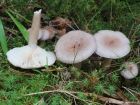 Lactarius vietus