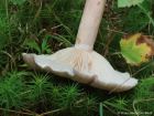 Lactarius vietus
