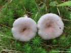 Lactarius vietus