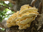 Laetiporus sulphureus