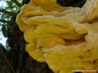 Laetiporus sulphureus