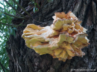 Laetiporus sulphureus