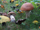 Leccinum aurantiacum