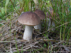 Leccinum scabrum