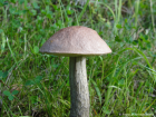 Leccinum scabrum