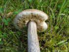 Leccinum scabrum