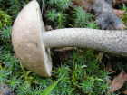 Leccinum scabrum