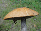 Leccinum versipelle