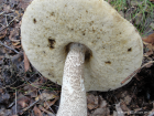 Leccinum versipelle