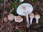 Lepiota cristata