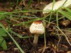 Lepiota cristata