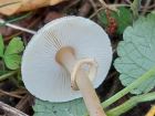 Lepiota cristata