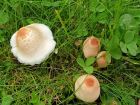 Lepiota cristata