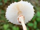 Lepiota cristata