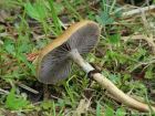Leratiomyces magnivelaris