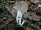 Leucocybe connata