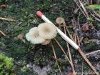 Lichenomphalia umbellifera