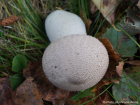 Lycoperdon excipuliforme