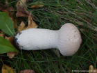 Lycoperdon excipuliforme