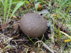 Lycoperdon nigrescens