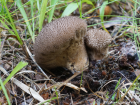 Lycoperdon nigrescens