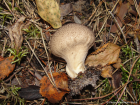 Lycoperdon nigrescens