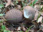 Lycoperdon nigrescens