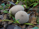 Lycoperdon perlatum