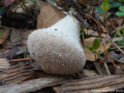 Lycoperdon perlatum